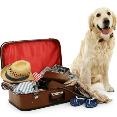 Cute labrador with suitcase isolated on white
