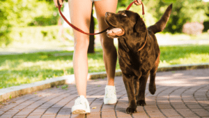 dog walking safety pet advice