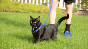 Benefits For Walking Your Cat On A Leash