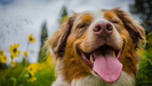 Tail Telll Signs That Your Pet Companion is Happy