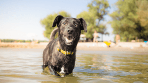 How to Keep Your Dog Cool During a Heatwave When Travelling with Your Dog